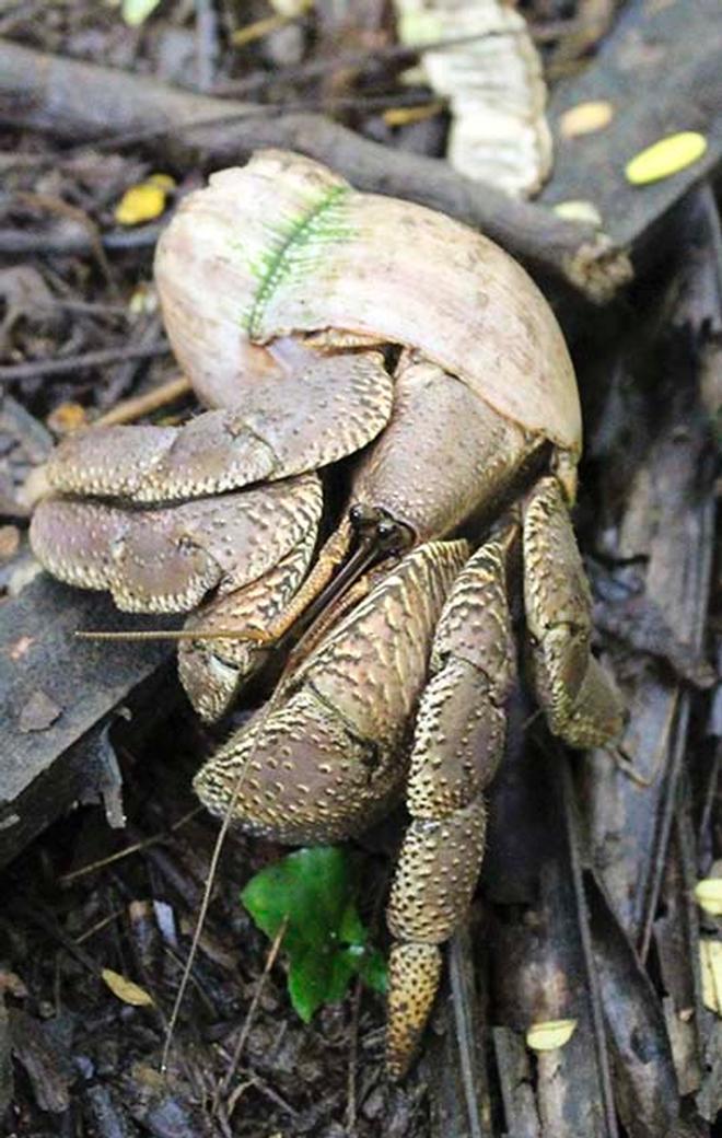 Coconut Crab © Annika Thomson