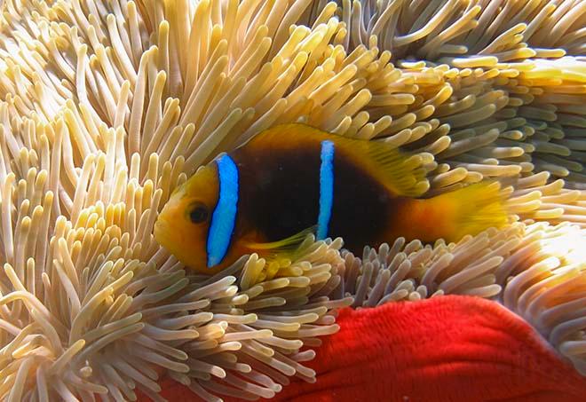 Nemo © Annika Thomson