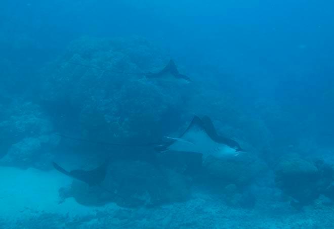 Eagle Rays © Ian Thomson