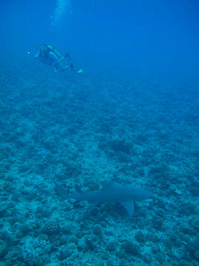 Finally our guest saw sharks underwater © Ian Thomson