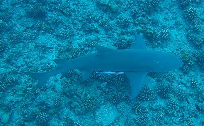2.5m Grey Reef Shark © Ian Thomson