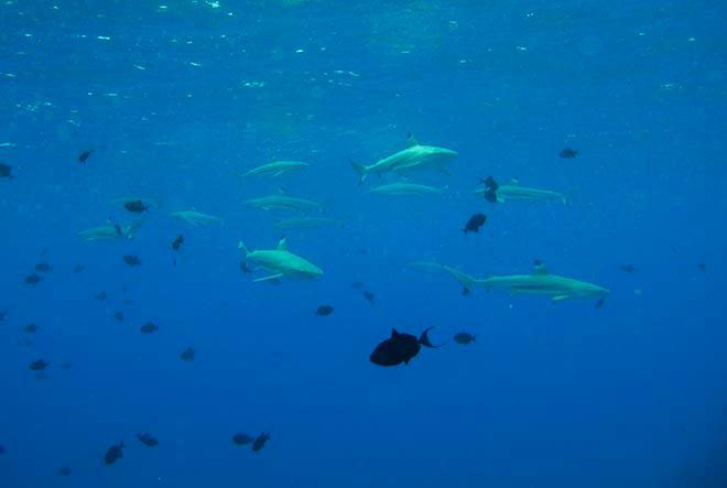 Black tip reef sharks everywhere © Ian Thomson