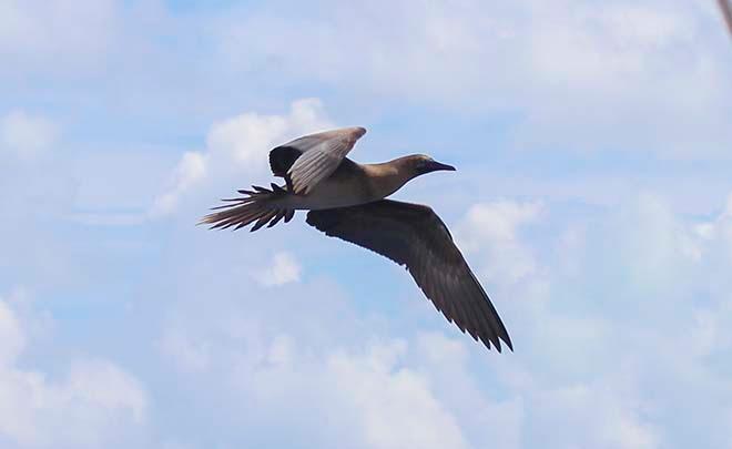 Booby Bird in flight © Annika Thomson