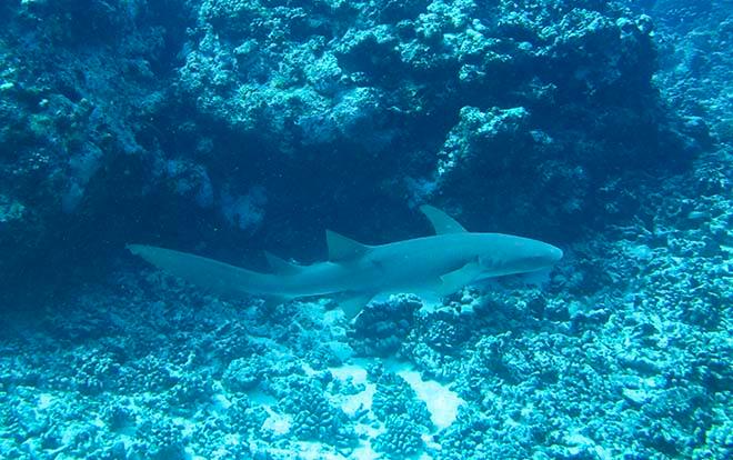 Tawny Shark at Tetiaroa © Annika Thomson
