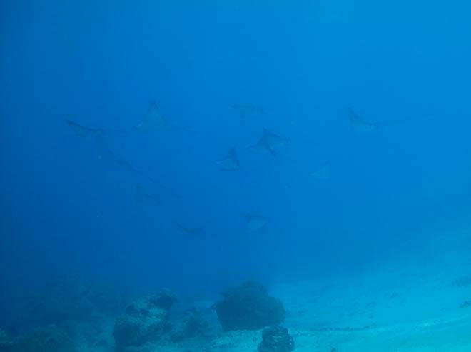 12 Eagle Rays © Ian Thomson