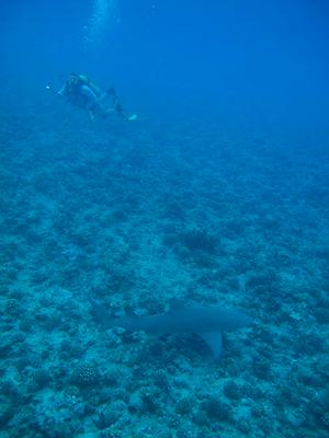 Finally our guest saw sharks underwater photo copyright Ian Thomson taken at  and featuring the  class
