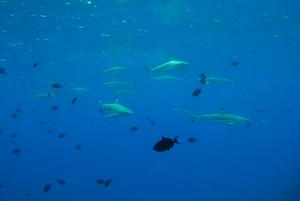 Black tip reef sharks everywhere photo copyright Ian Thomson taken at  and featuring the  class