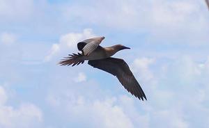 Booby Bird in flight photo copyright Annika Thomson taken at  and featuring the  class