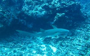 Tawny Shark at Tetiaroa photo copyright Annika Thomson taken at  and featuring the  class