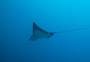 Eagle Ray in full flight photo copyright Ian Thomson taken at  and featuring the  class