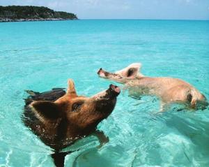 Pig Beach photo copyright Bella taken at  and featuring the  class