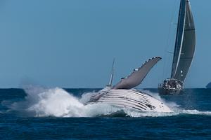 Massive humpback whales doing aerobatics are a feature of Audi Hamilton Island Race Week each year photo copyright Andrea Francolini taken at  and featuring the  class