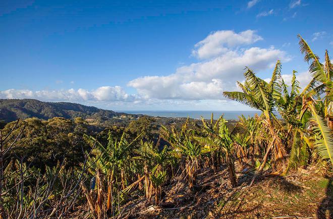 Banana farming near Coffs Harbour ©  John Curnow
