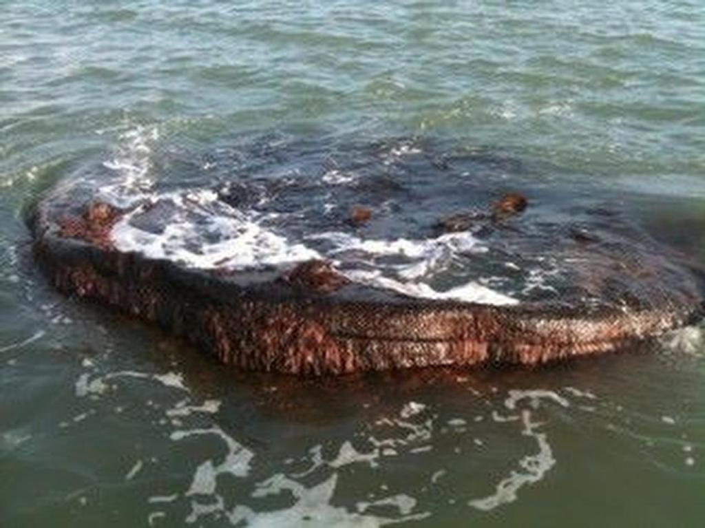 SS Vavassi at a very low tide © SW