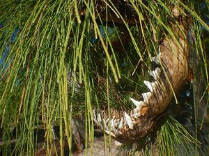 Lemon shark teeth caught a Hirifa photo copyright Andrew and Clare Payne taken at  and featuring the  class