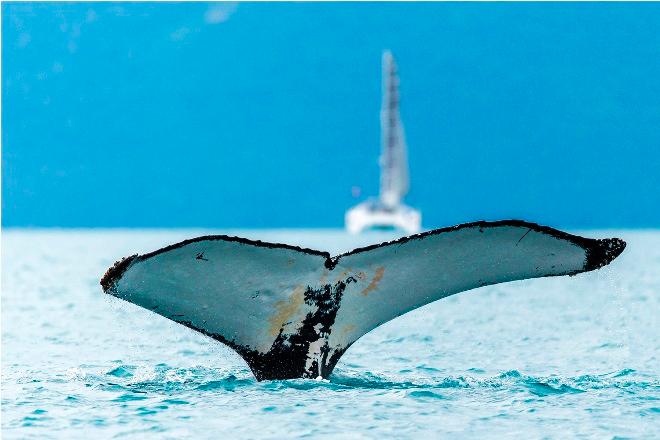 Whale - Audi Hamilton Island Race Week © Andrea Francolini