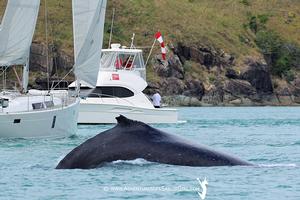 2016 Audi Hamilton Island Race Week - Day 2 photo copyright Nic Douglass / www.AdventuresofaSailorGirl.com taken at  and featuring the  class