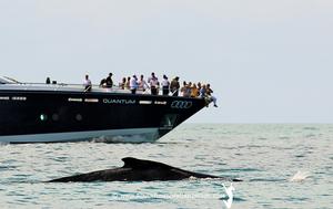 2016 Audi Hamilton Island Race Week - Day 3 - Audi Hamilton Island Whale Watching Week photo copyright Nic Douglass / www.AdventuresofaSailorGirl.com taken at  and featuring the  class