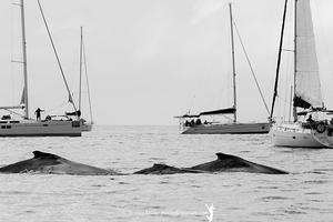 2016 Audi Hamilton Island Race Week - Day 3 - Audi Hamilton Island Whale Watching Week photo copyright Nic Douglass / www.AdventuresofaSailorGirl.com taken at  and featuring the  class