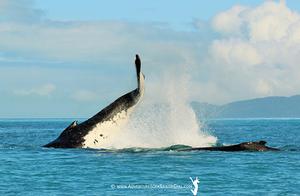 2016 Audi Hamilton Island Race Week - Day 3 - Audi Hamilton Island Whale Watching Week photo copyright Nic Douglass / www.AdventuresofaSailorGirl.com taken at  and featuring the  class