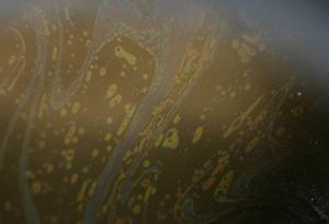This light oil sheen originated from a seafloor sample collected as part of the Natural Resource Damage Assessment of the Deepwater Horizon disaster. photo copyright David Valentine taken at  and featuring the  class