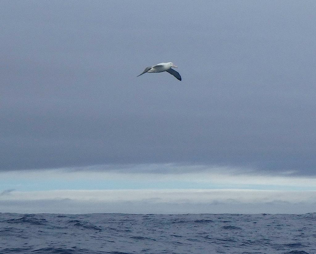 Lisa takes in one of sailing’s greatest sights - the albatross. © Lisa Blair