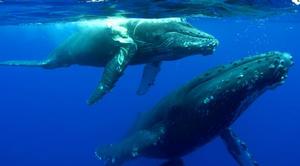 This humpback whale calf was spotted by researchers in the leeward waters off Maui. The ship-struck animal was a case in which researchers didn’t know the type of vessel involved. photo copyright Ed Lyman/ NOAA MMHSRP taken at  and featuring the  class