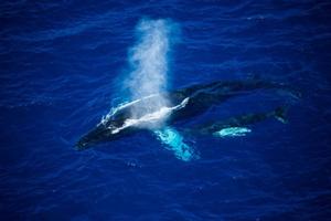 Even if the wind gods are not playing, the fleet races round 11 Caribbean islands, competitors are rewarded with sightings of amazing wildlife. Whales spotted off Redonda by the media team in the helicopter - RORC Caribbean 600 photo copyright  ELWJ Photography / RORC taken at  and featuring the  class