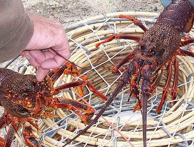 Rock lobster © DPIPWE