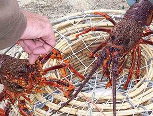 Rock lobster photo copyright DPIPWE taken at  and featuring the  class