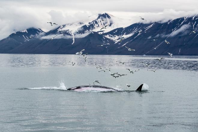 A Journey Through the Norwegian Arctic onboard Sailing Yacht Barba © B&G http://www.bandg.com/