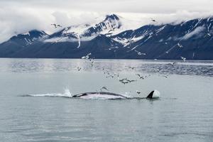 A Journey Through the Norwegian Arctic onboard Sailing Yacht Barba photo copyright B&G http://www.bandg.com/ taken at  and featuring the  class