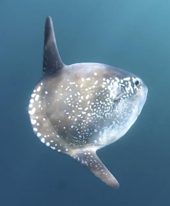 A hoodwinker sunfish off the coast of Chile. © César Villarroel, ExploraSub