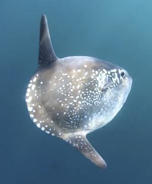 A hoodwinker sunfish off the coast of Chile. photo copyright César Villarroel, ExploraSub taken at  and featuring the  class