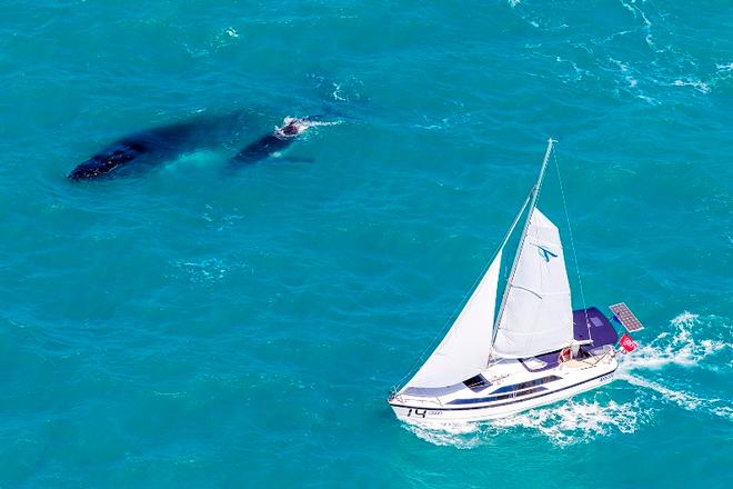 Day 1 – Whales and Tatui – Audi Hamilton Island Race Week ©  Andrea Francolini Photography http://www.afrancolini.com/