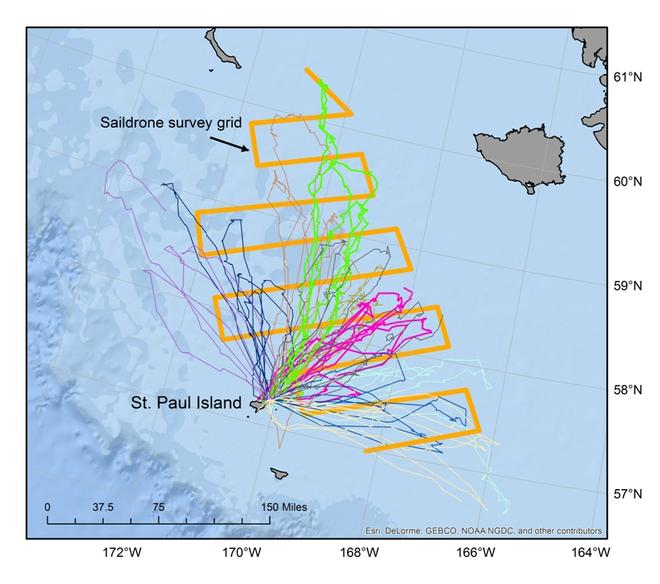 Foraging trips recorded from ten northern fur seals in relation to the Saildrone grid to survey for walleye pollock (thick orange line).  Each colored line represents a different fur seals’ foraging trips from July 14 to August 21 © NOAA Fisheries