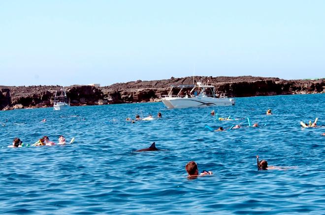 Spinner dolphins are facing increasing pressure from people seeking close interactions — multiple boats and dozens of people are sometimes in the water with dolphins at once. © NOAA Fisheries