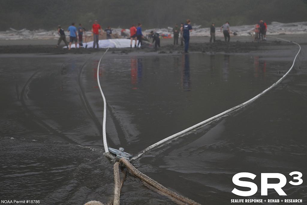 A pulley system anchored in the sand helped responders maneuver the whale into the rising tide so it could swim free.  © SR3 under NOAA Permit #18786