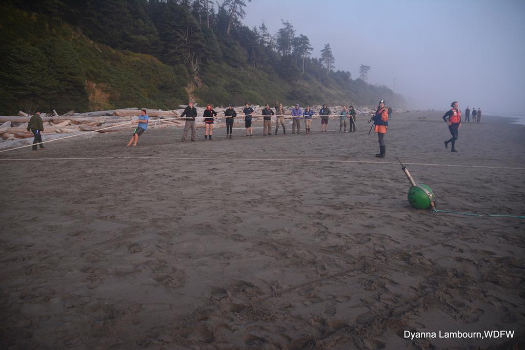 Responders pull together on a rope to help maneuver the whale into the rising tide through a system of pulleys and a harness fashioned around the whale itself.  © Dyanna Lambourn, WDFW