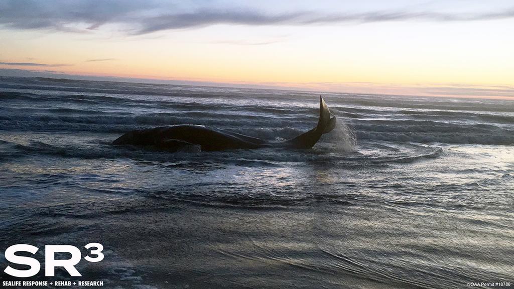 Just as responders began to lose hope, the whale turned seaward, lifted its tails and disappeared into the surf.  © SR3 under NOAA Permit #18786