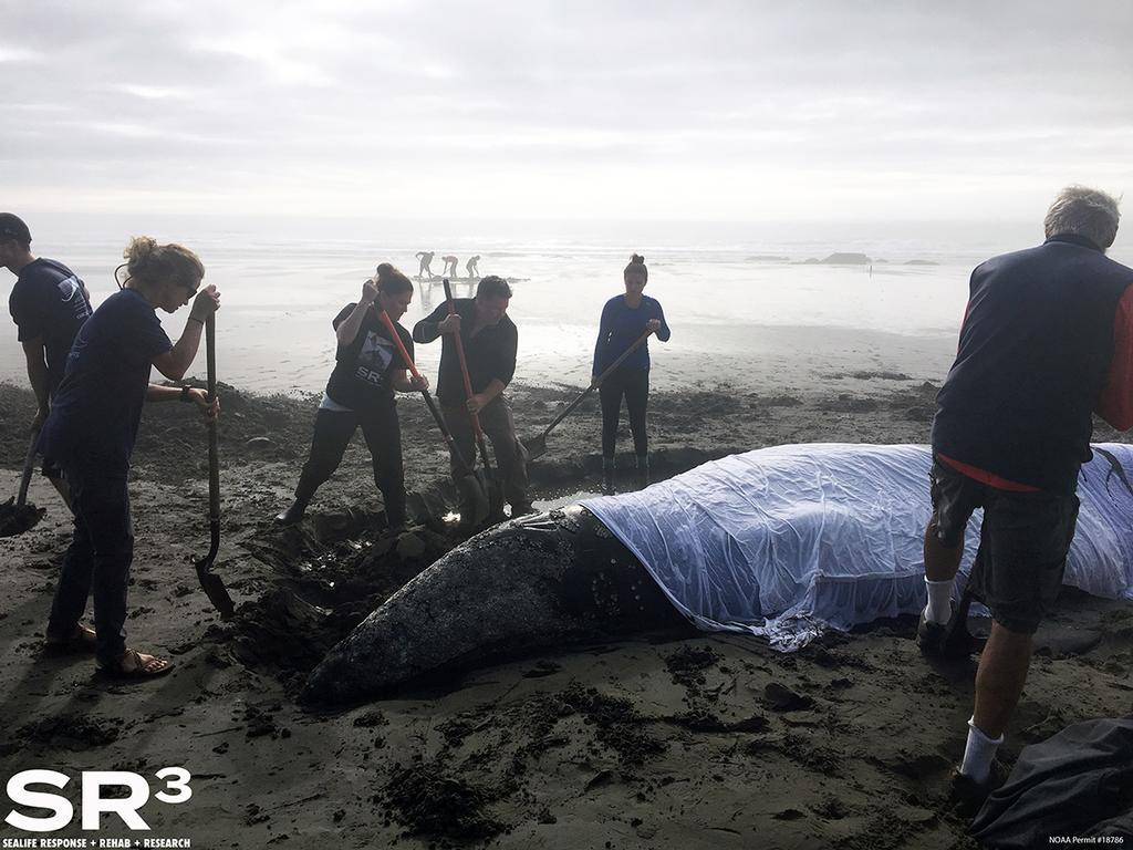 Responders dug a trench in front of the whale so the incoming tide could buoy the whale up and out of the sand. © SR3 under NOAA Permit #18786