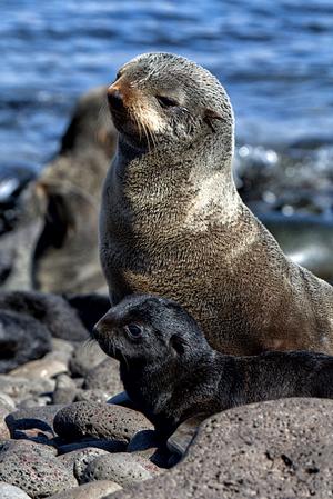 Northern fur seal mother and pup on St. Paul Island photo copyright  J. Skinner taken at  and featuring the  class