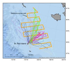Foraging trips recorded from ten northern fur seals in relation to the Saildrone grid to survey for walleye pollock (thick orange line).  Each colored line represents a different fur seals’ foraging trips from July 14 to August 21 photo copyright NOAA Fisheries taken at  and featuring the  class