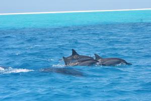 Like other dolphin species, Hawaiian spinners are highly social creatures. Aside from resting and nurturing young, they use their time in bays to socialize with each other. photo copyright NOAA Fisheries taken at  and featuring the  class
