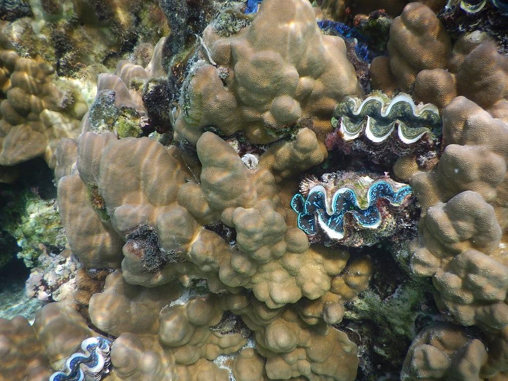 Snorkelling © Freedom and Adventure