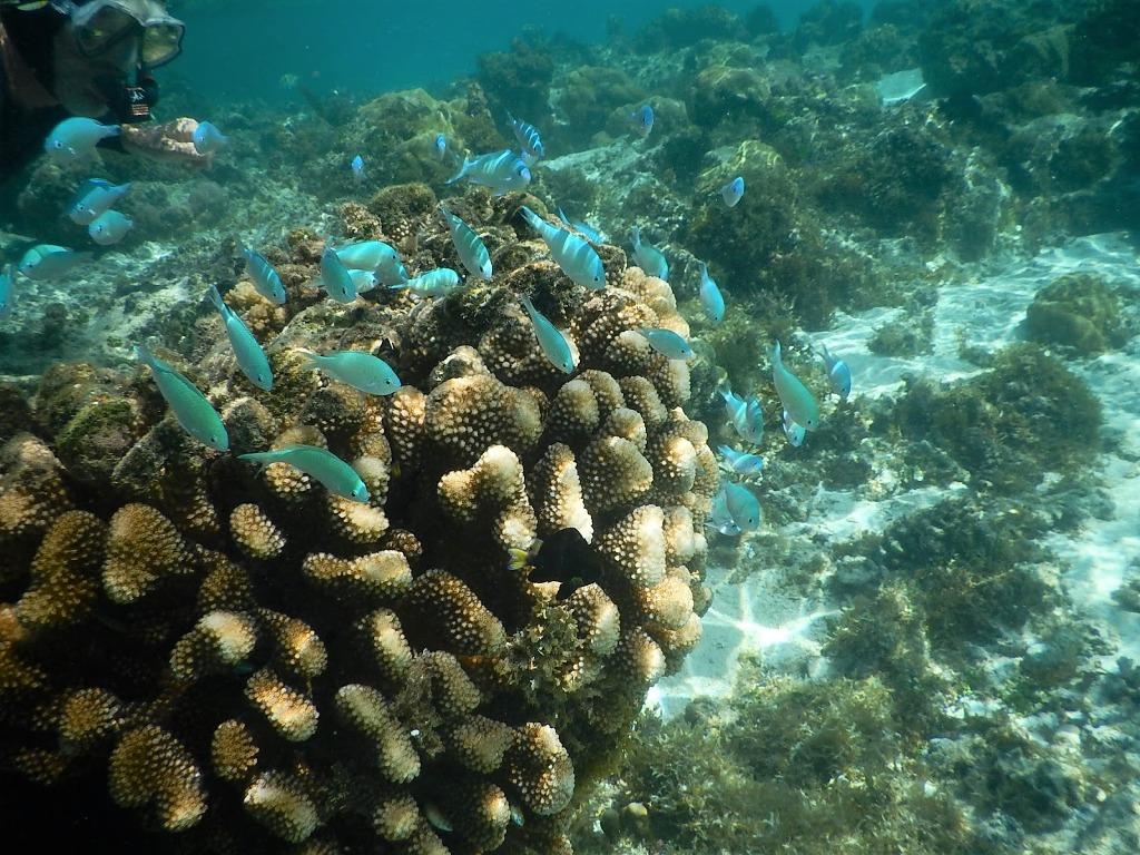 Snorkelling © Freedom and Adventure