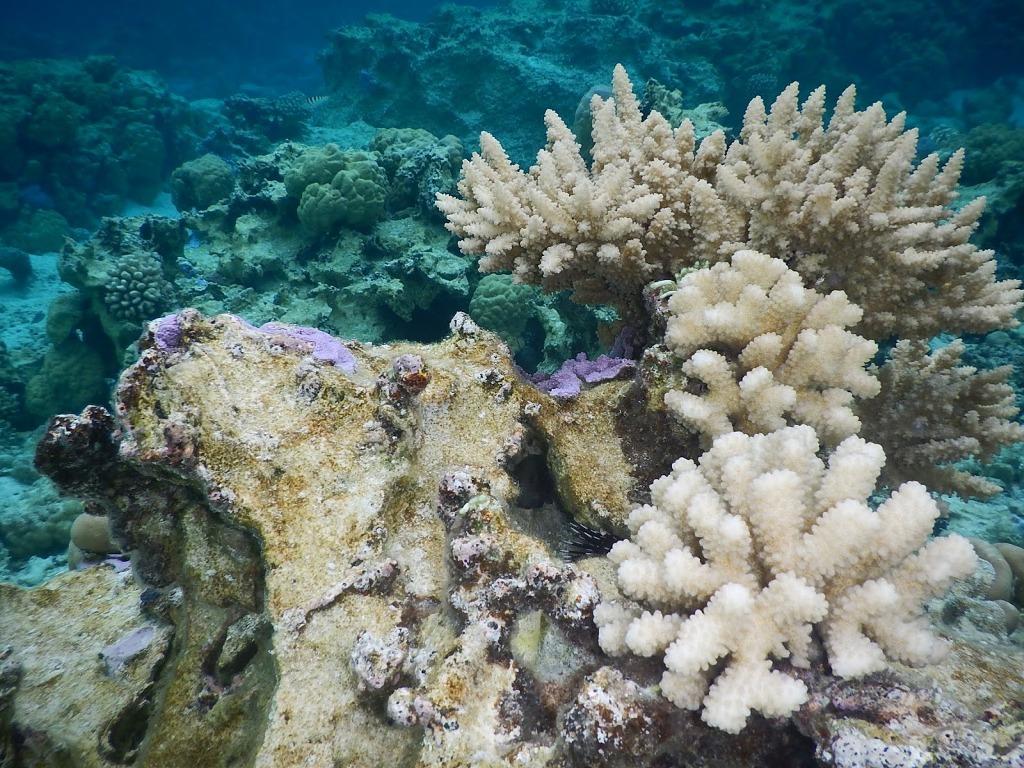 More Snorkelling © Freedom and Adventure