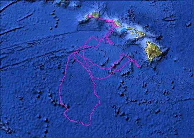 Scientists will be able to tap into data streams from JPSS-1 to understand the environmental conditions where tagged species live and travel ©  NOAA