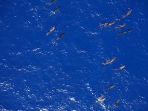 Melon-headed whales photographed with hexacopter photo copyright NOAA Fisheries taken at  and featuring the  class