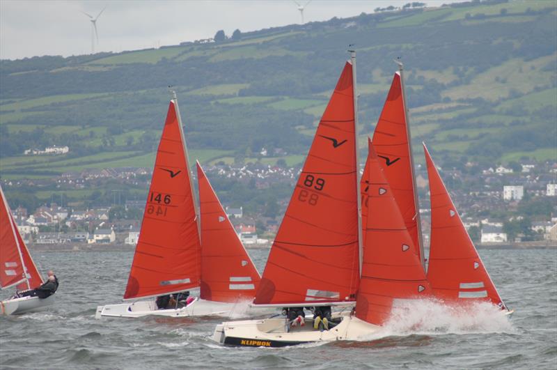 Squib Championship of Ireland 2023 - Fresh Conditions on Belfast Lough - photo © Lindsay Nolan-McCarty